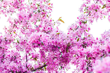 Obraz na płótnie Canvas Apple tree in bloom, pink bright flowers. Spring flowering of the apple orchard. Floral background for presentations, posters, banners, and greeting cards.