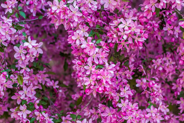 Fototapeta premium Apple tree in bloom, pink bright flowers. Spring flowering of the apple orchard. Floral background for presentations, posters, banners, and greeting cards.