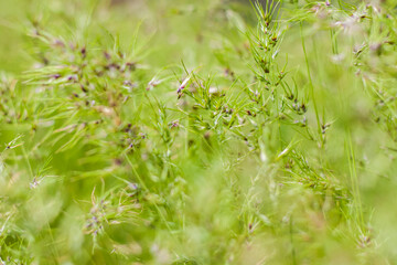Natural green background of growing grass with selective focus. Green meadow. Fresh green grass background. Natural texture.