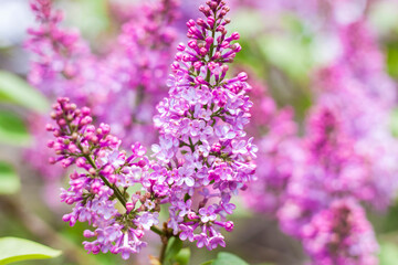 Lilac blooms on a sunny spring day in May. The flowers were just beginning to bloom. Background image with a space for the text. Natural floral background. spring day,