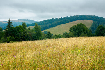 Fototapeta premium tall grass on the meadow. spruce forest on the hills. mountain landscape on a cloudy day in summer