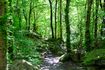 Fototapeta na wymiar Green forest in May. Background Nature.