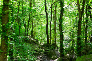Fototapeta na wymiar Green forest in May. Background Nature.