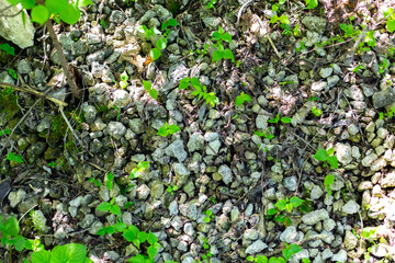 Obraz premium Forest plants isolated from the ground. Summer season.