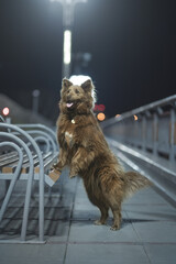 Adult mongrel dog