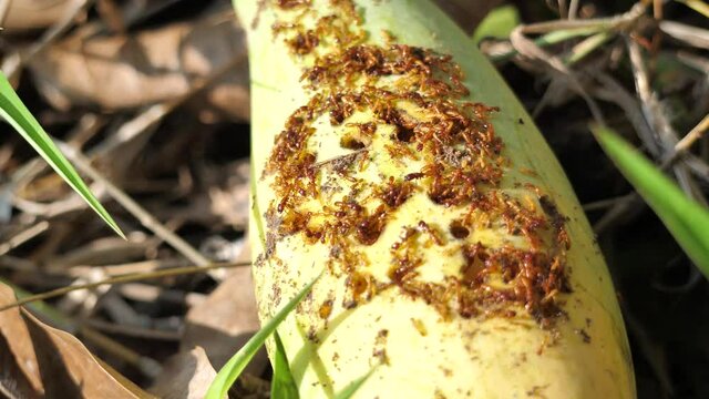Worms or insects that eat rotten fruit, insects and fruit, problems of cropping conceptions.
