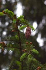 Fototapeta na wymiar Fluffy spruce sprigs on a May morning