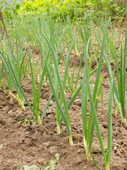 Зеленый лук на грядке