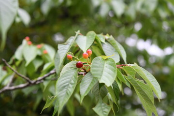 サクランボの木