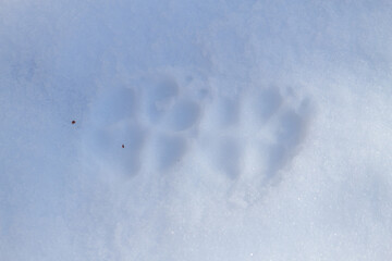 Dogs paws prints
