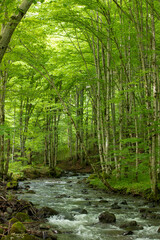 Obraz premium a stream in a green deciduous forest