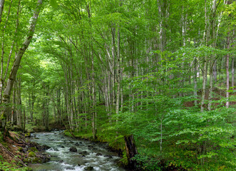 a stream flows through the green beech forest