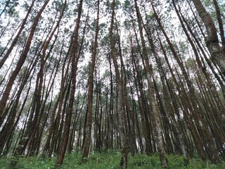 trees in the woods