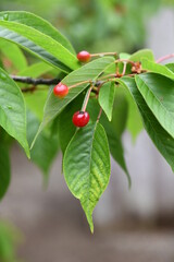 Fototapeta premium サクランボの木