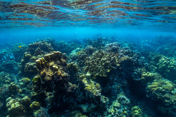 Obraz premium underwater scene with coral reef and fish; Surin Islands; Thailand.