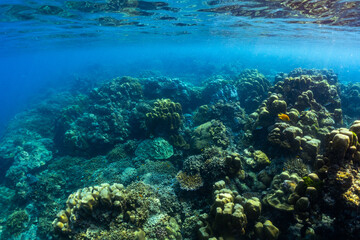 Fototapeta na wymiar underwater scene with coral reef and fish; Surin Islands; Thailand.