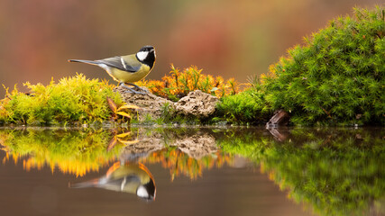 Reflection of adult great tit, parus major, drinking water from colourful pond in autumn. Cute bird sitting on rock beside water. Songbird refreshing with copy space and backlit.