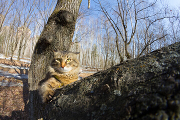 Funny cat on a tree