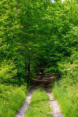 Obraz premium a forest road in a beech forest