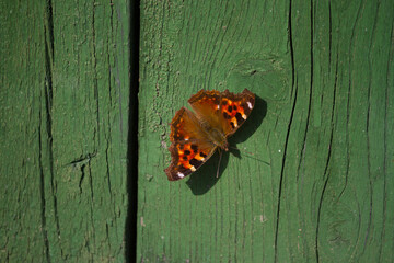 Orange colored butterfly