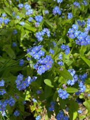 myosotis flowers