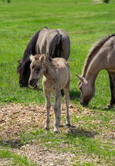 foal surrounded by gray horses grazes in the park