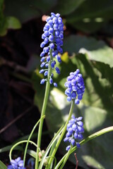 closeup of purple grape hyacinth