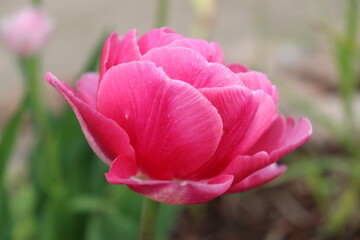 closeup of pink tulip flower