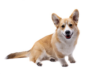 corgi puppy isolated