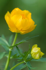 Fototapeta premium Chinese globeflower (Trollius chinensis) close up