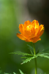 Asian globeflower (Trollius asiaticus) close up