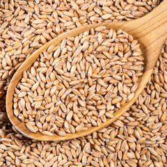 husked Spelt wheat grains in wood spoon closeup