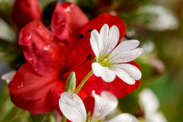 Fototapeta premium Beautiful summer flowers in the garden.
