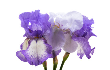 beautiful iris flowers isolated