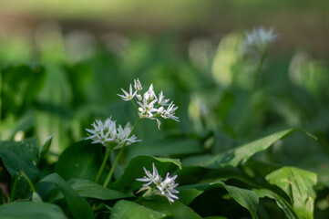 Allium ursinum wild bears garlic flowers in bloom, white rmasons buckrams flowering plants, green edible healhty leaves