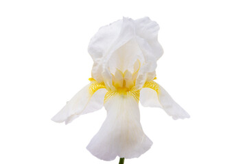 Naklejka na ściany i meble beautiful iris flowers isolated