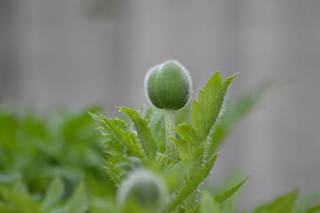 скоро зацветет мак