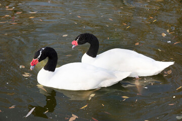 Pair of black necked  swans in the autumn lake