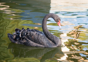 Black swan floats in the autumn pond