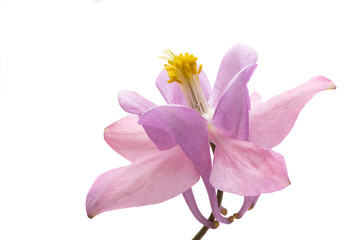 Aquilegia isolated