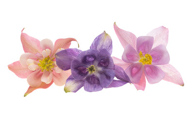 Aquilegia isolated