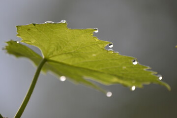 утренние капли на виноградном листе