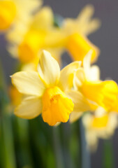 Fototapeta premium Yellow Narcissus flowers