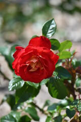 赤いバラ