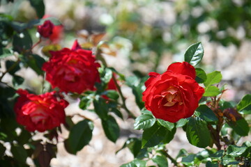赤いバラ
