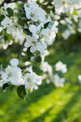 Fototapeta premium Apple blossoms. Blooming apple tree branch in sunshine day. Large Depth of Field. Macro.