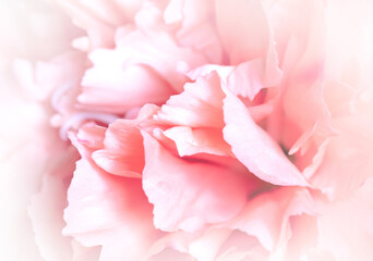 Extreme closeup of a carnation flower