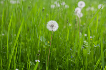 dandelions in green grass in spring