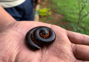 millipede worm lying  in the hands of a person