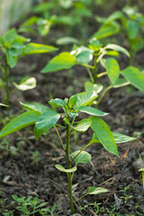 Organic plantation. Green leaves of young pepper sprout
